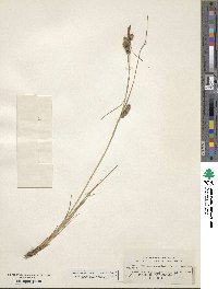 Carex extensa image