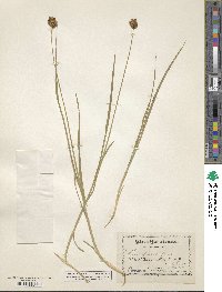 Carex microptera image