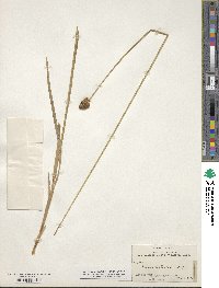 Carex microptera image