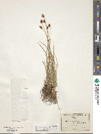 Carex microptera image