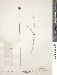 Carex microptera image