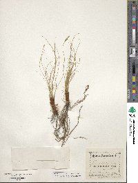 Carex filifolia image