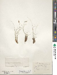 Carex filifolia image