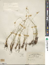 Carex filifolia image