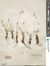Carex filifolia image