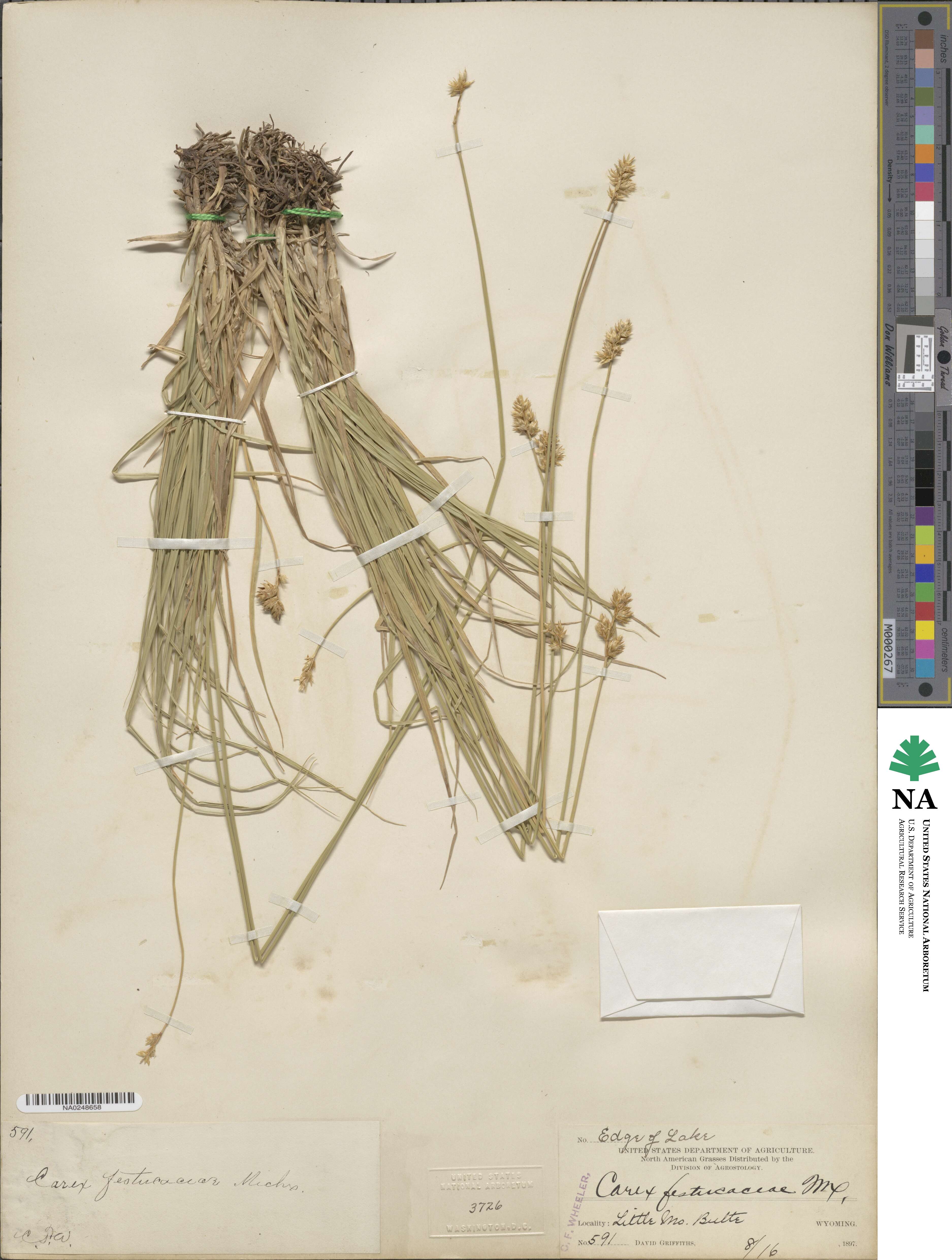 Carex festucacea image