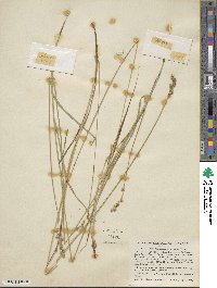Carex festucacea image