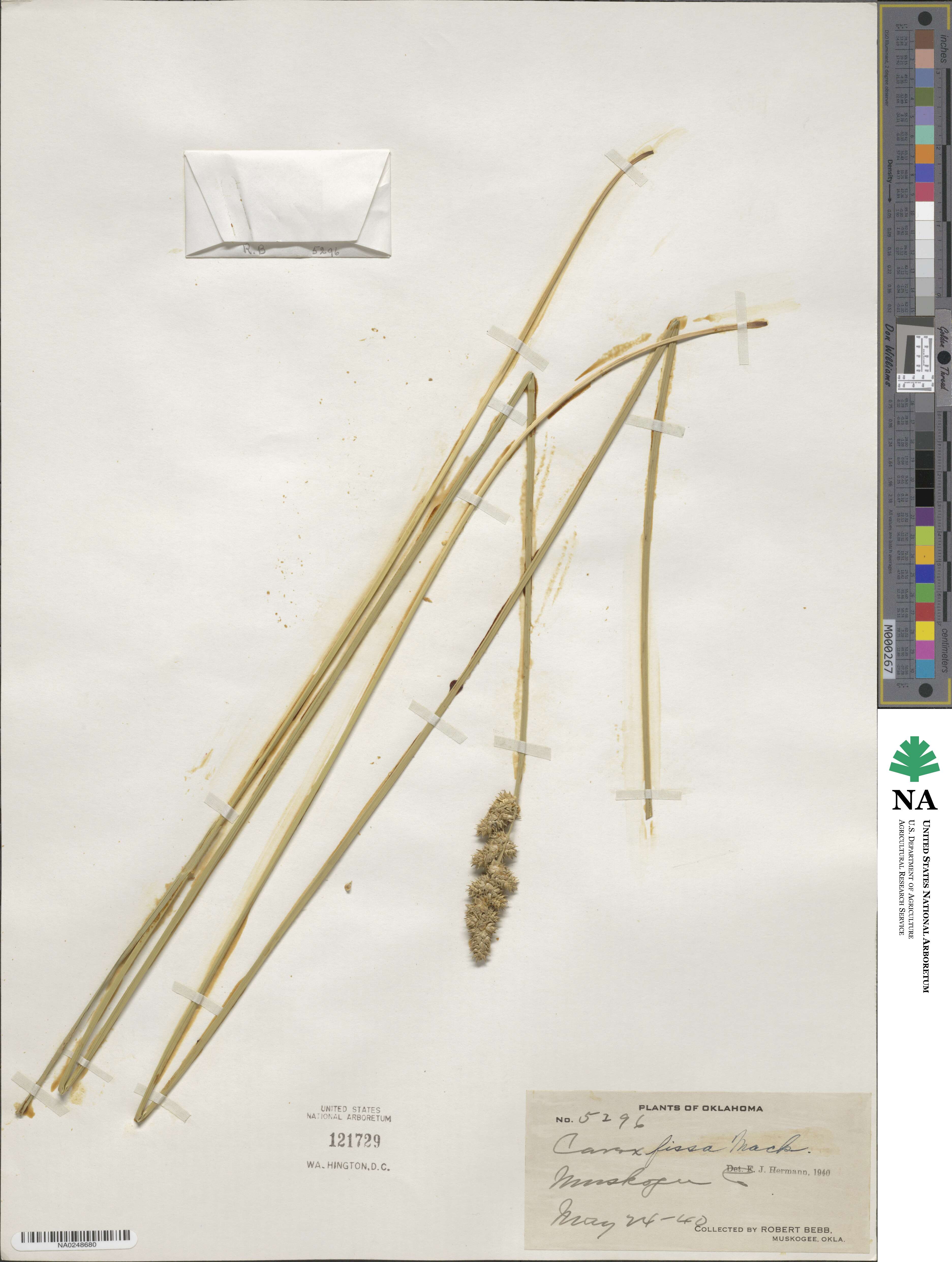 Carex fissa image