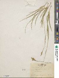 Carex fissuricola image