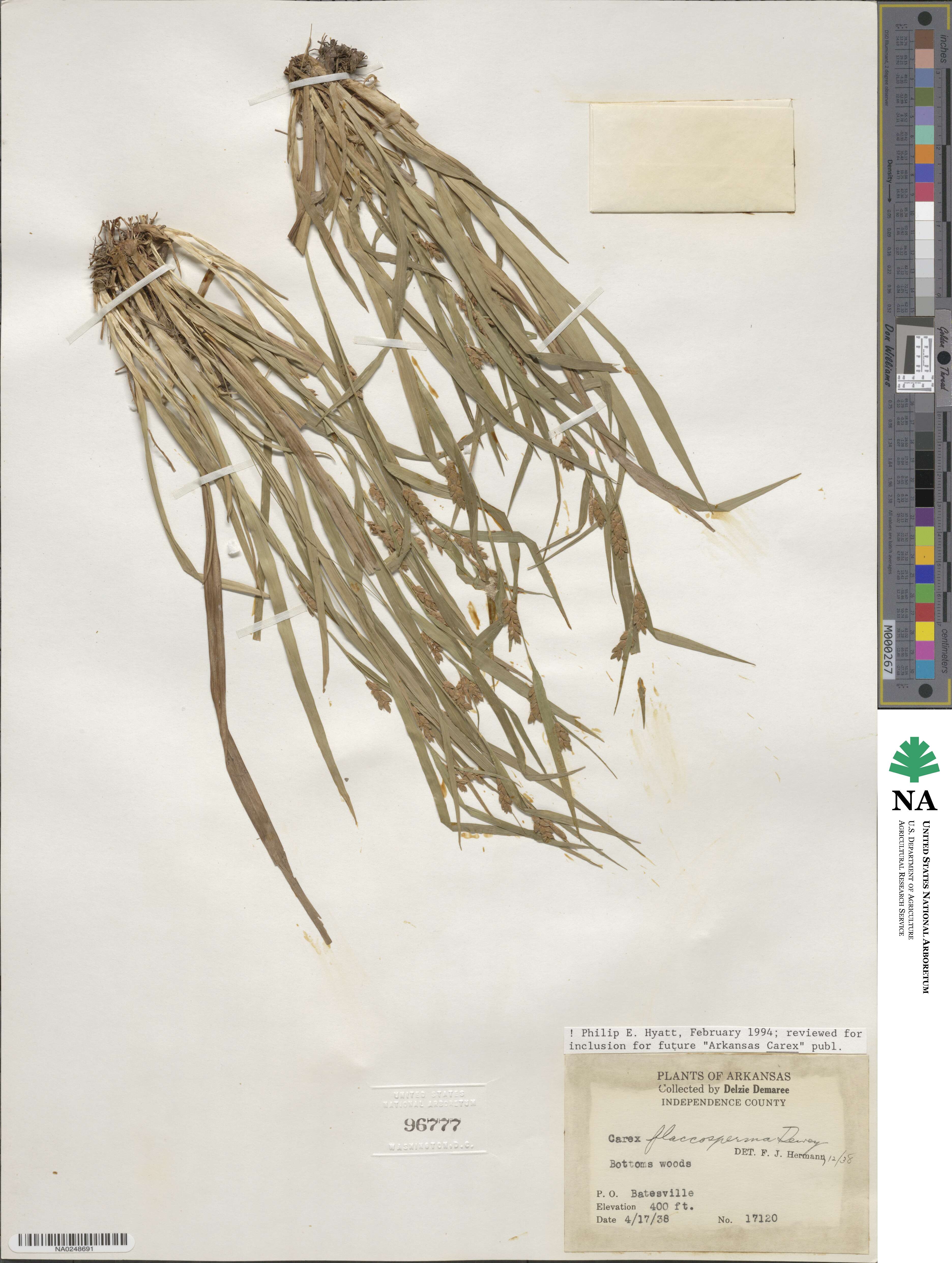 Carex flaccosperma image