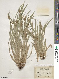 Carex flaccosperma image