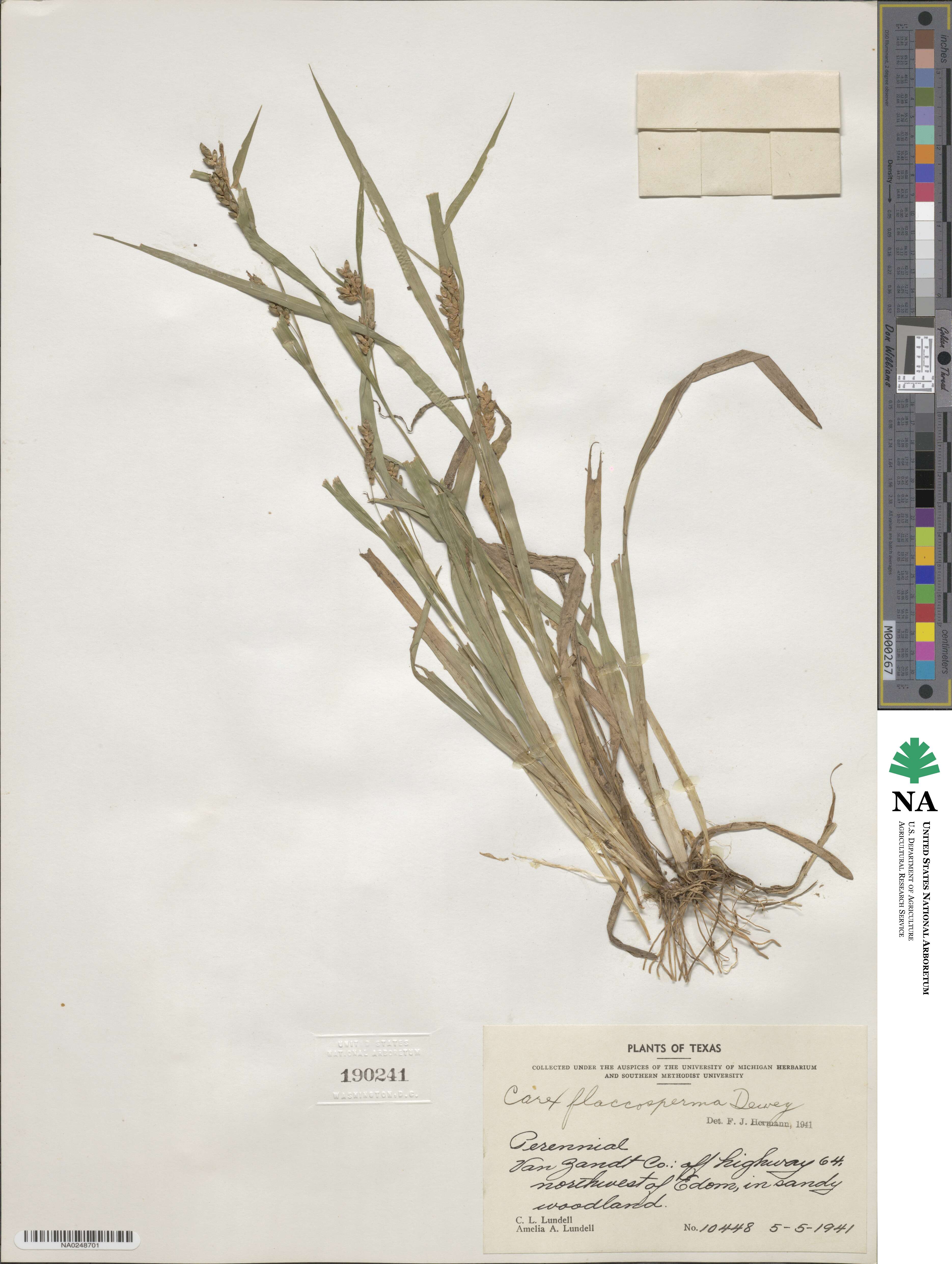 Carex flaccosperma image