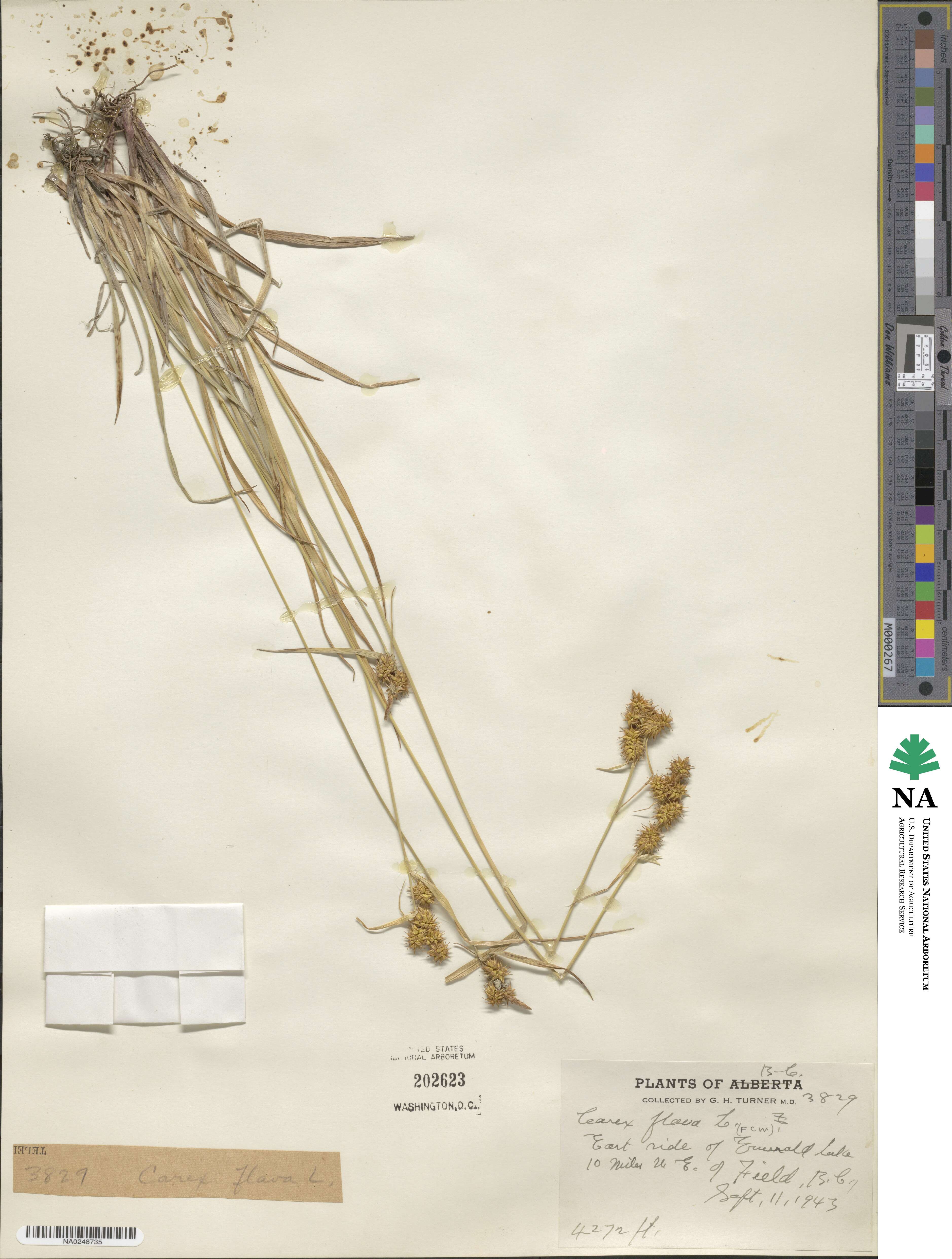 Carex flava image