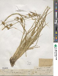 Carex flava image