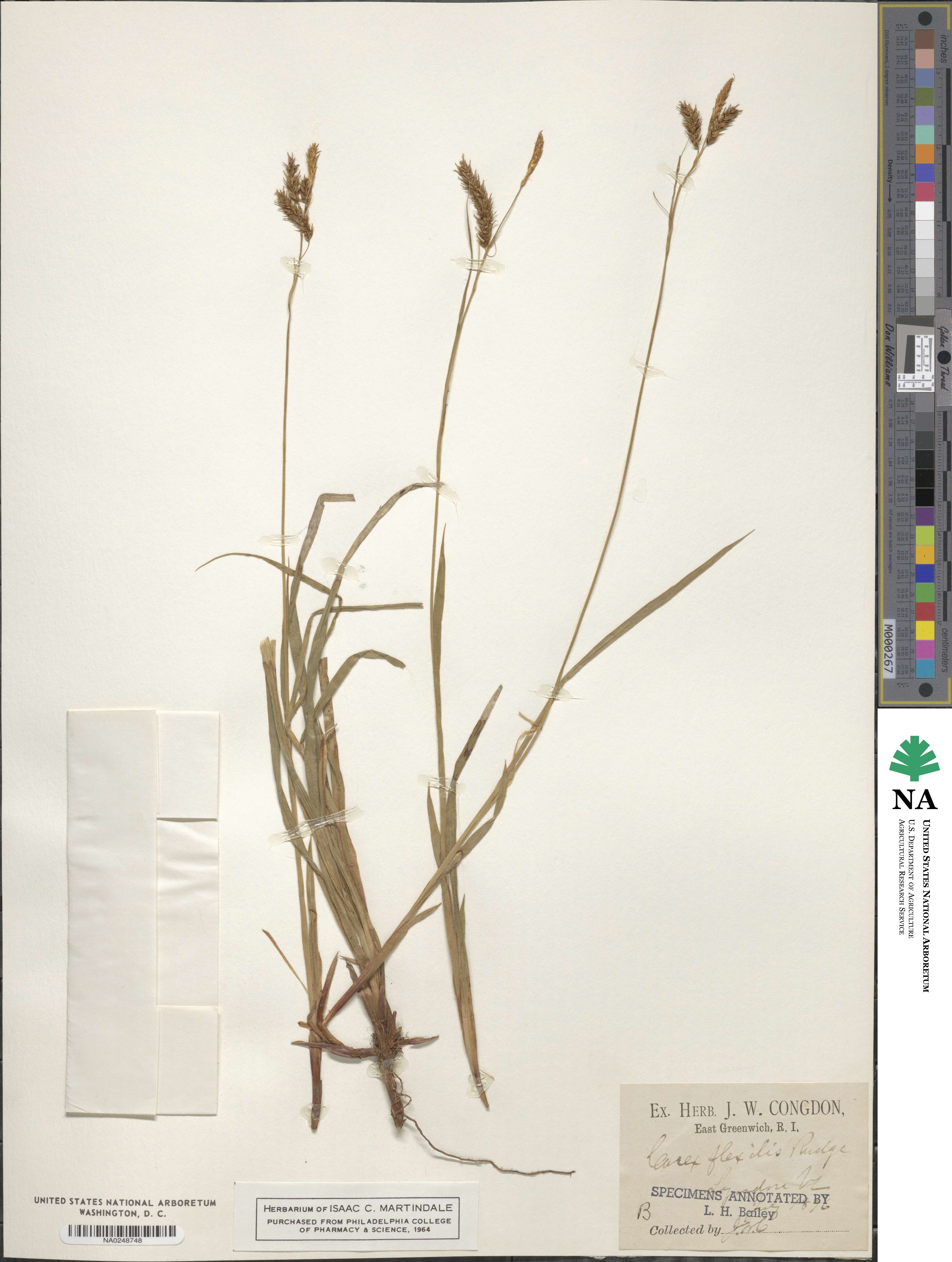 Carex flexilis image