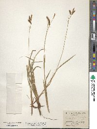 Carex flexilis image