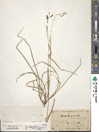 Carex flexilis image