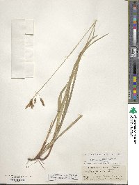 Carex flexilis image