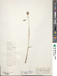 Carex flexilis image