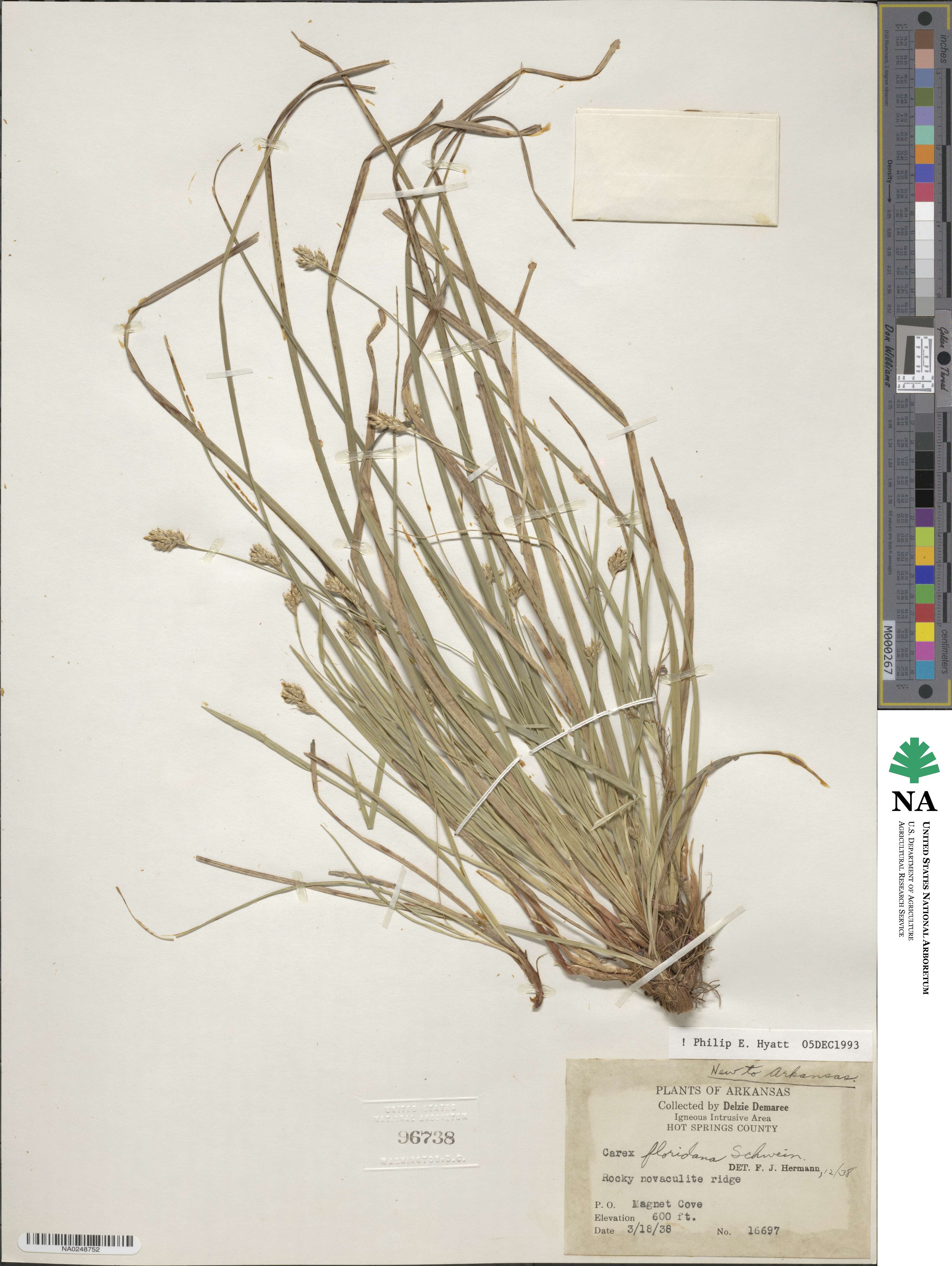 Carex floridana image