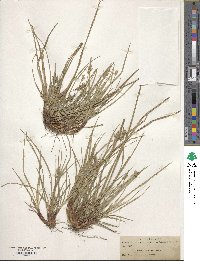 Carex floridana image