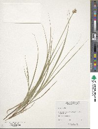 Carex foenea image