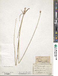 Carex foenea image