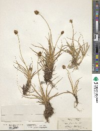 Carex foetida image