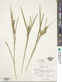 Carex folliculata image