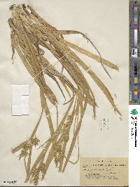 Carex folliculata image