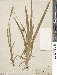 Carex folliculata image