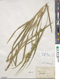 Carex folliculata image