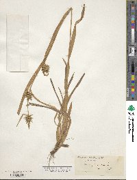 Carex folliculata image