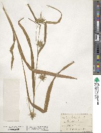 Carex folliculata image