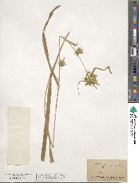 Carex folliculata image