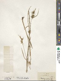 Carex folliculata image