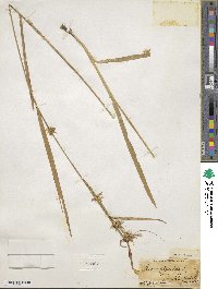 Carex folliculata image