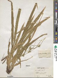 Carex folliculata image