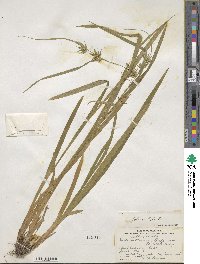 Carex folliculata image