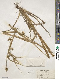 Carex folliculata image