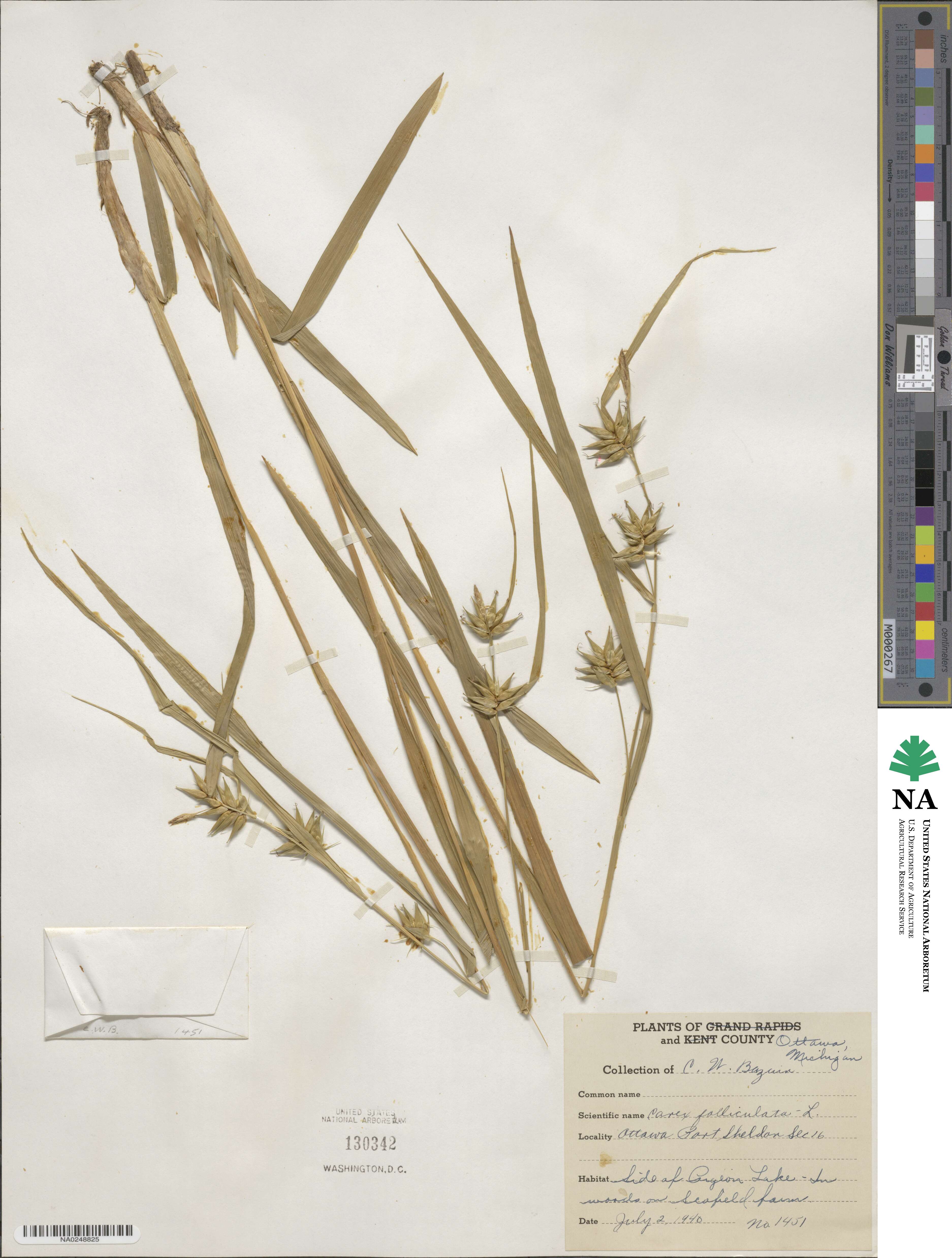 Carex folliculata image