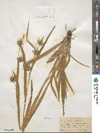 Carex folliculata image