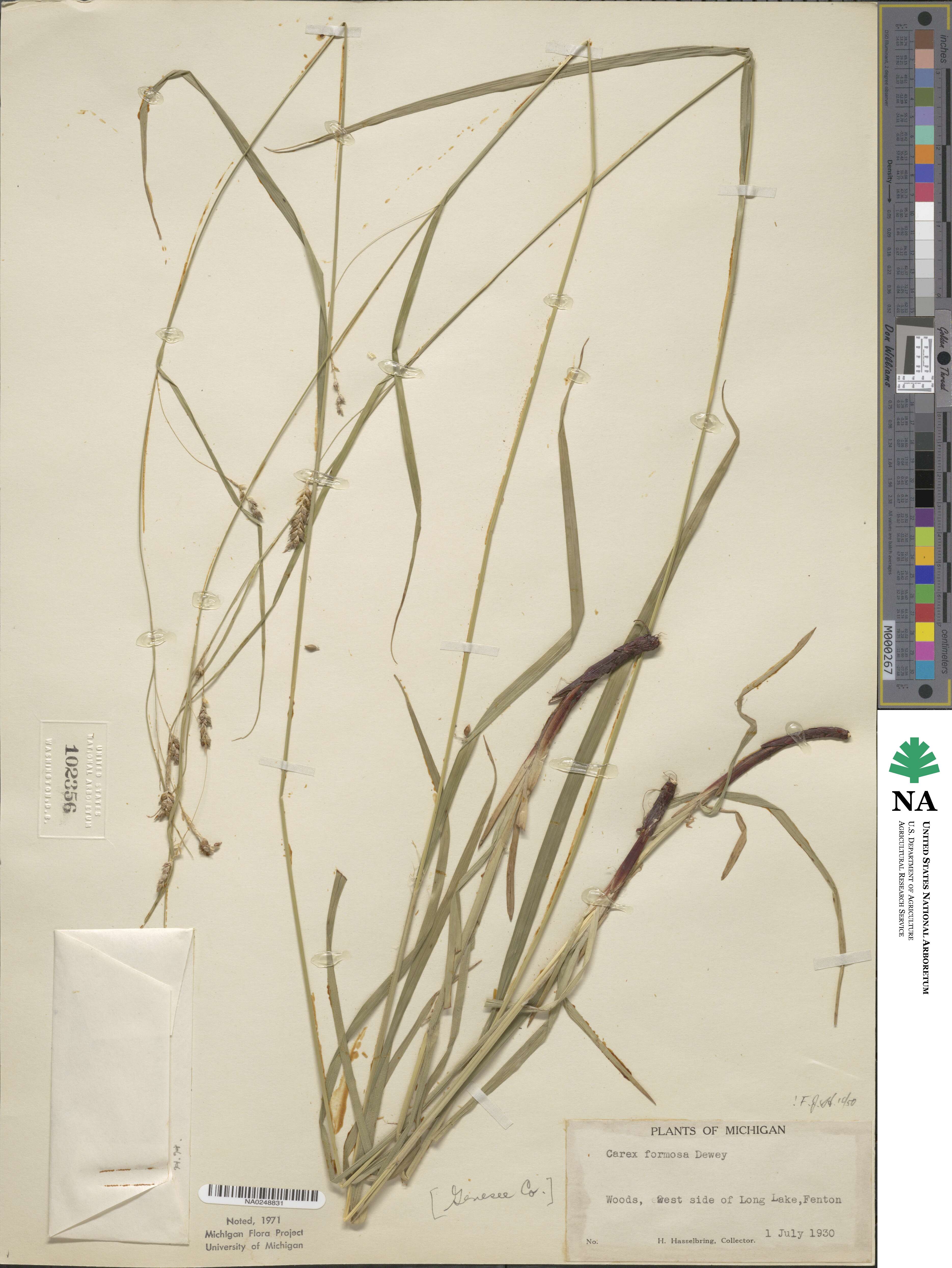 Carex formosa image