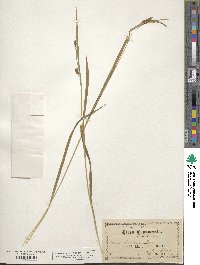 Carex formosa image