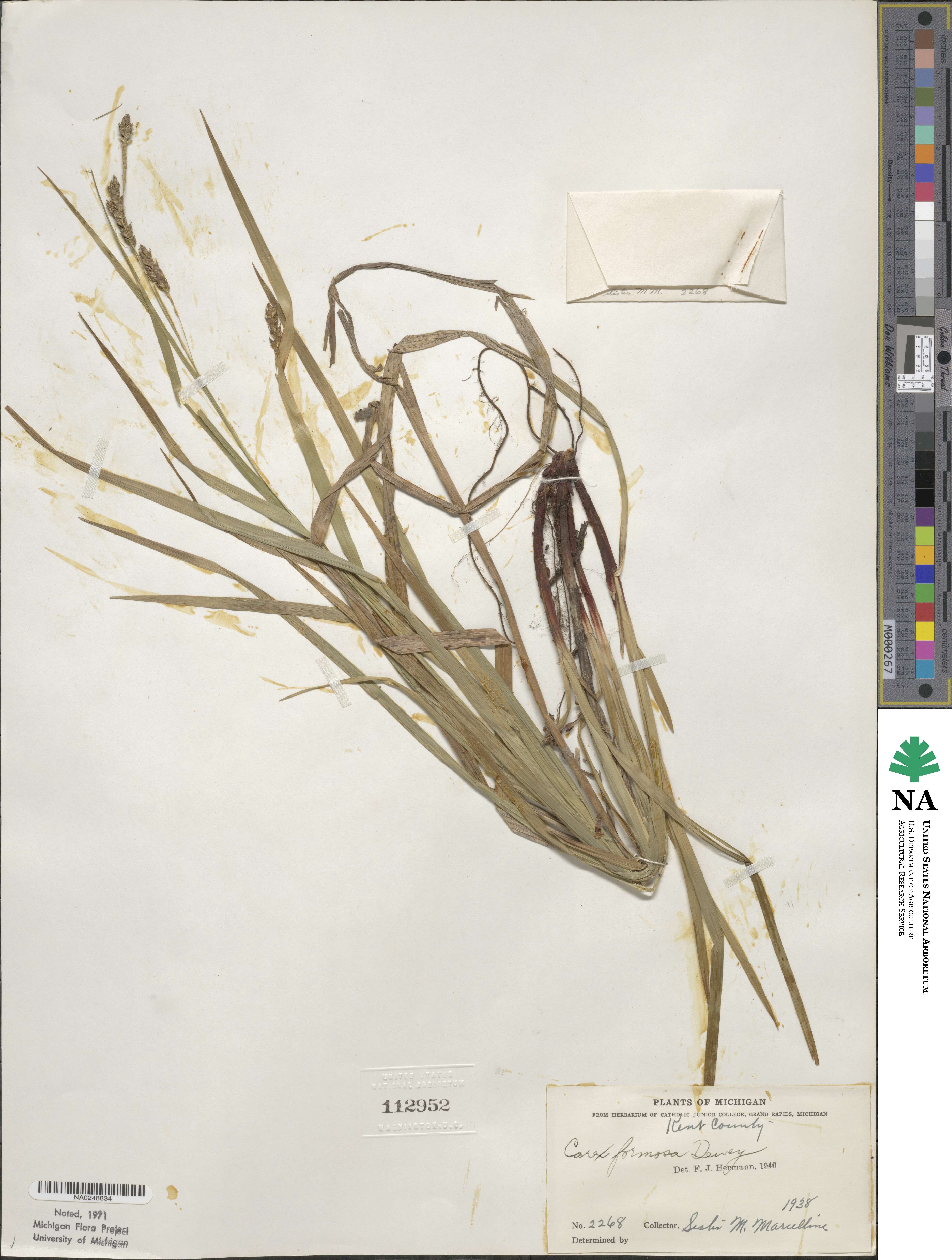 Carex formosa image