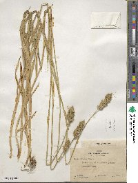 Carex fracta image