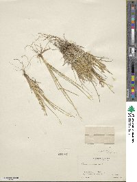 Carex garberi image