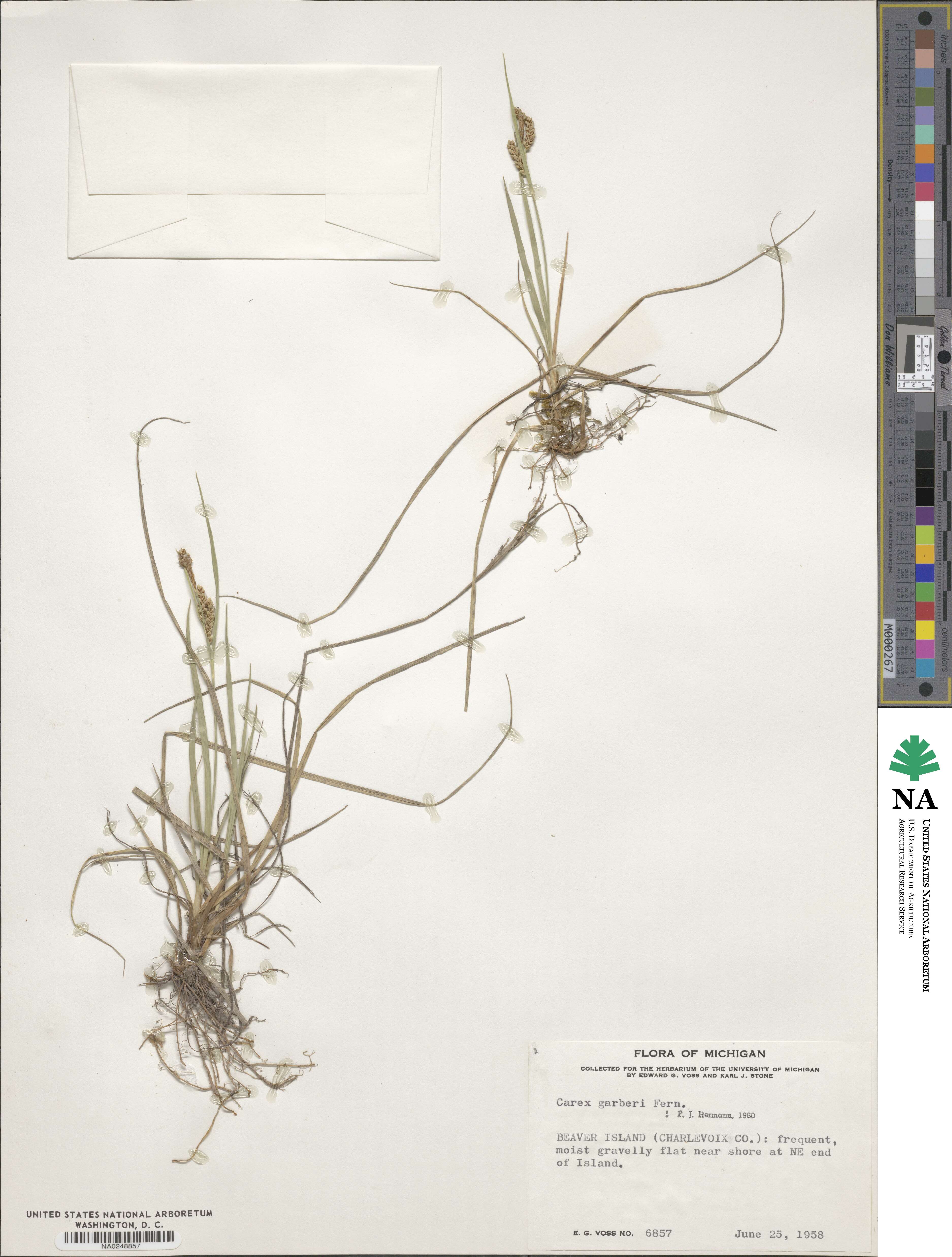 Carex garberi image