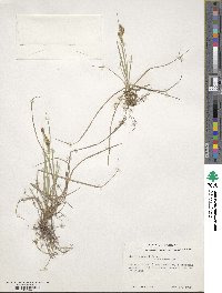 Carex garberi image