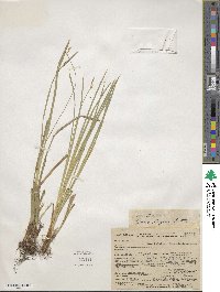 Carex geyeri image